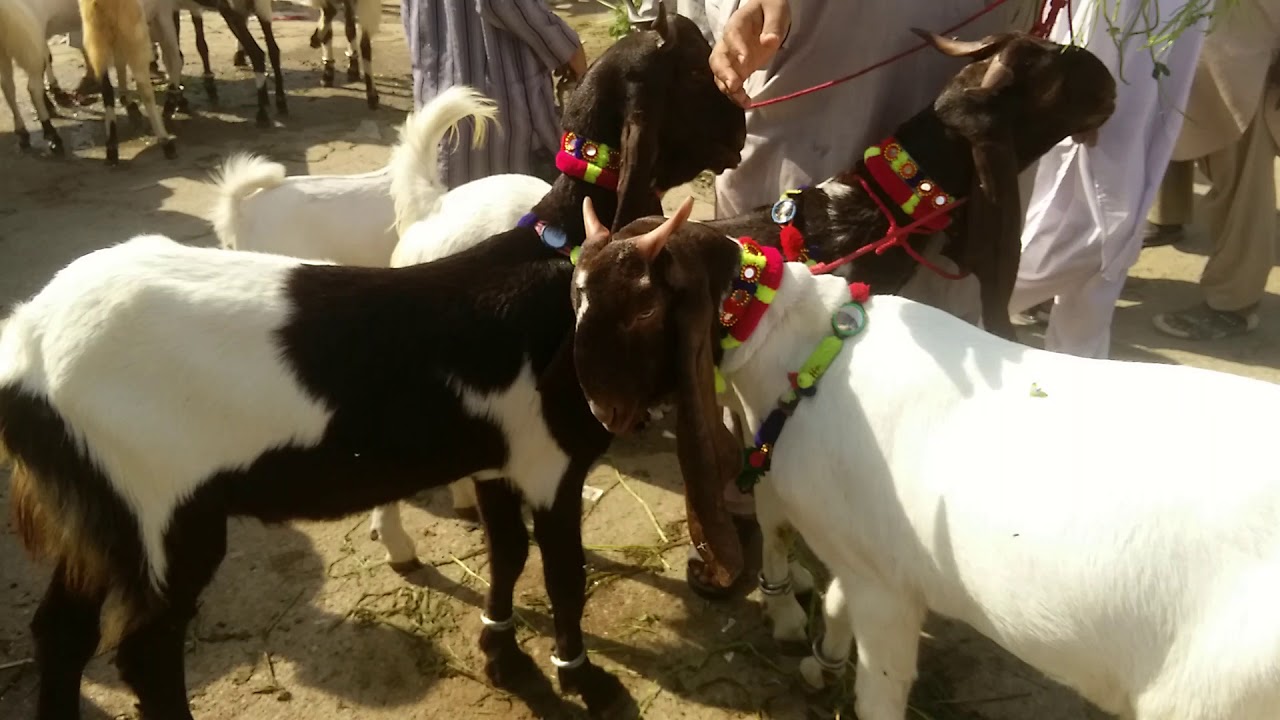 Nawab shah ky Kamory || Lalokhyt Mandi || Bakra Mandi 2018 || Mandi Videos