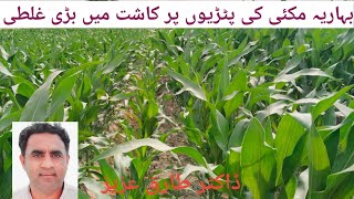 What mistake farmers do in spring maize cultivation