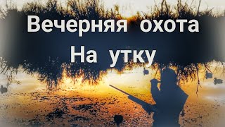 Вечерняя охота на утку//Охота есть Охота