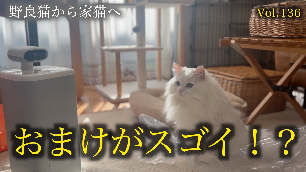 おまけでロボットが付いて来た！？次世代スマートロボットHHO LOVE O Sitterがやって来た