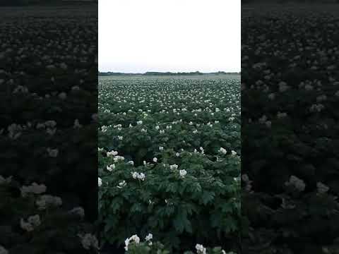 Капельный полив картофеля