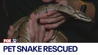 Michigan tow truck workers save woman's pet snake after crash