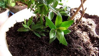 видео: Самый простой и надёжный способ размножения МИРТА. картинка: Самый простой и надёжный способ размножения МИРТА.