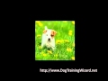 Potty Training Methods For Puppies Potty Training Methods For Puppies