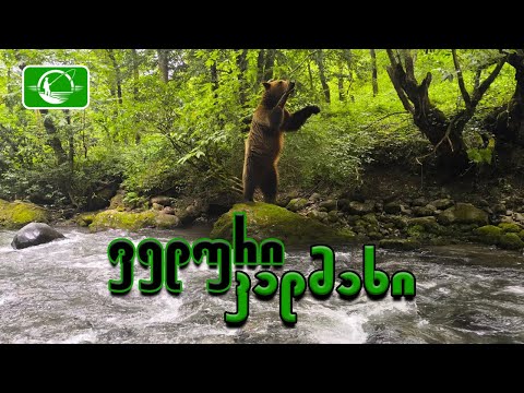 თევზაობა მთის ველურ კალმახზე - ვიდეო #3