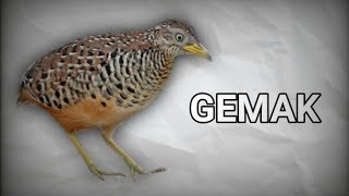 BURUNG GEMAK [TURNICIDAE]#AnimalSummary#savepalestine