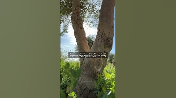 تلاوة للقارئ احمد الشراري