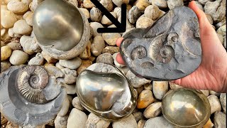 GOLDEN Fossils! 185 Million Years Old | Fossil Hunter