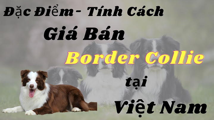 Chó chăn cừu đức giá bao nhiêu