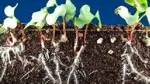 Time lapse radish seeds sprouting, top and roots growing