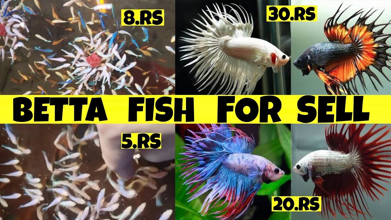 BETTA FISH FOR SELL THAILAND BETTA FOR SELL BETTA FISH FARM BETTA