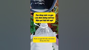 Mẹo Dùng Nước Vo Gạo Tưới Hoa – Cây Bật Rễ, Nở Rộ Bất Ngờ! Ai Cũng Làm Được!