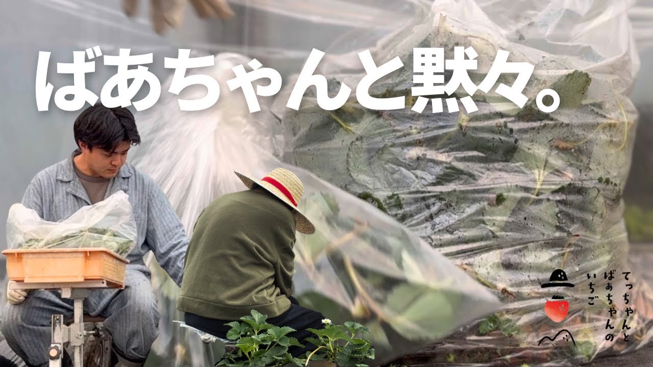 【いちご農家の日常】ばあちゃんと黙々、終わらない手入れ