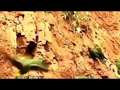 الصباح الجميل والطيور تغرغر