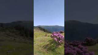 Komar (Nam - I Diğer Avu) Çiçeği🌺💐 Düzce/Yanık Yaylası