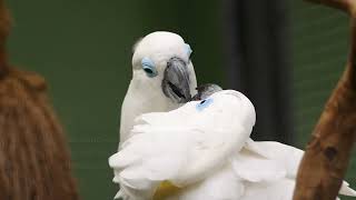 Why Parrots Can Talk