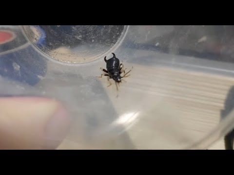 Clawed Bug Problem 집게 벌레 퇴치(변기에서 수영 시킴)///// Eliminate claw bugs (toilet swimming) - YouTube