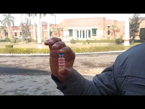 Goats Vaccination (ETV, CCPP, PPR) - YouTube