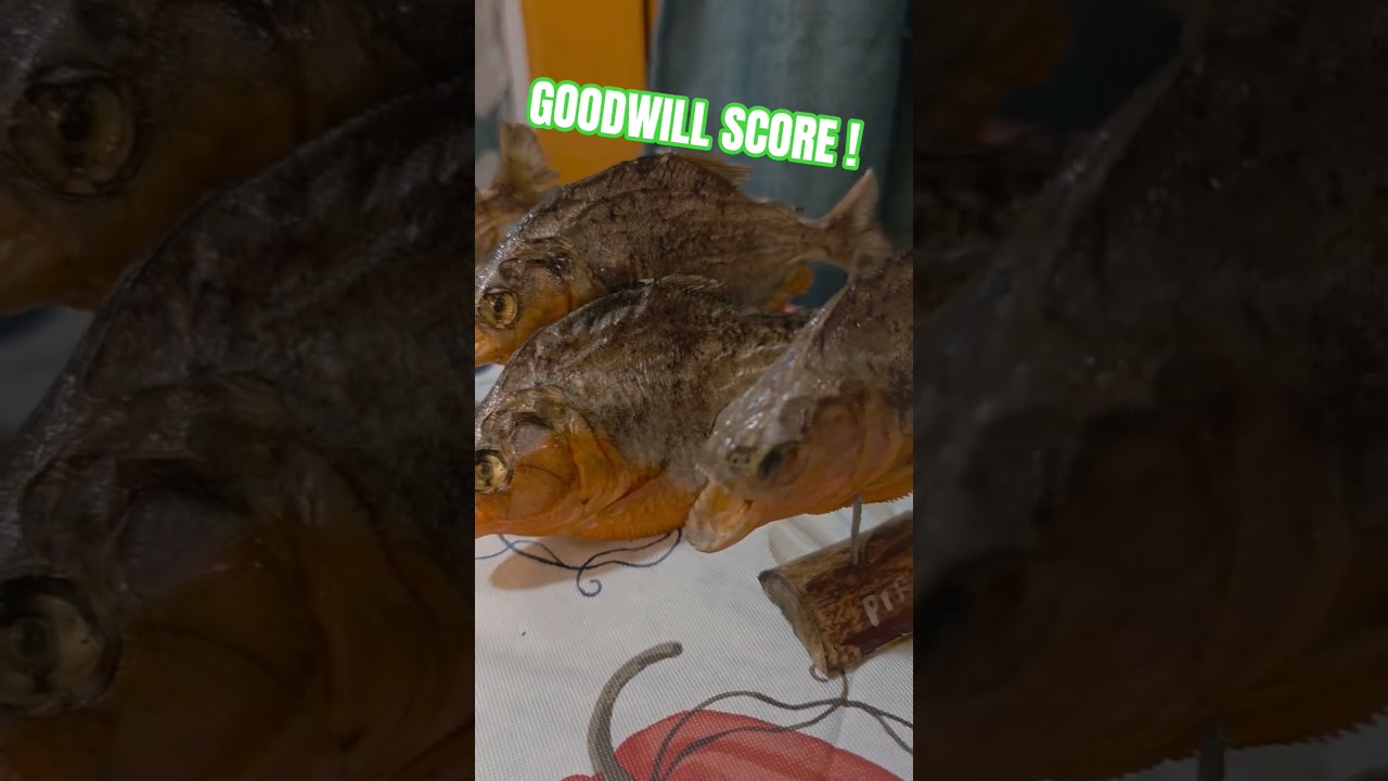 Покупка пираньи в секонд-хенде 