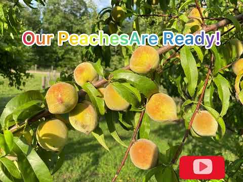 Our Peach tree is a Blessing! || I love Fruits!