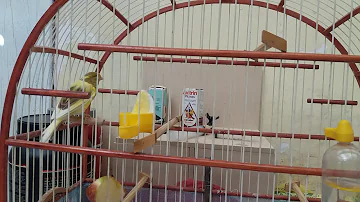 Qual é a época de muda de pena do canário belga?