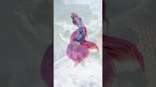 Arti Mimpi Dapat Ikan Mujair