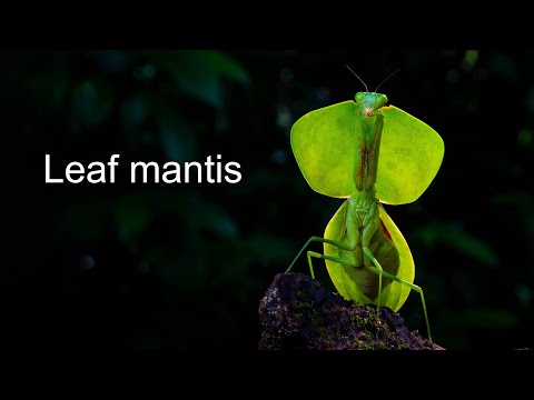 Aggressive praying leafe mantis