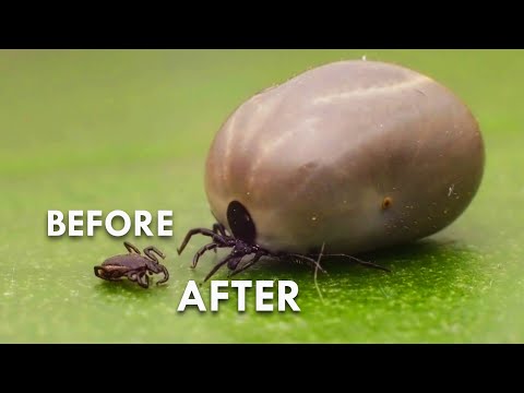 Video: Tất Cả Về Wood Tick