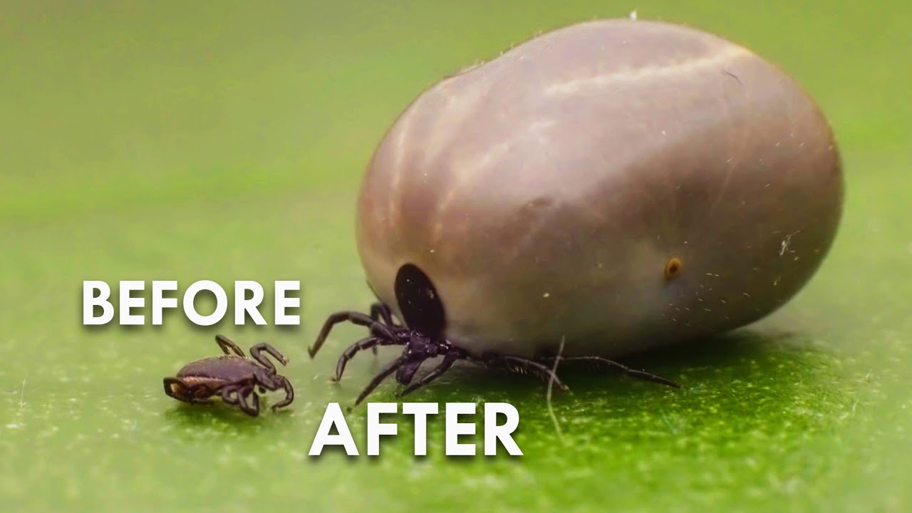 Ticks: The Actual Worst