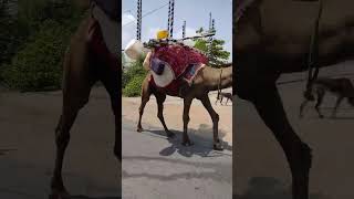 राजस्थान का उठ Rajsthan ka utha #animals #biutyful #4k #video #tiktok #🥰🔥🐪🐪