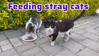 Feeding stray cats. #cat #cute #straycat#кот#catvideos #adorablepaws