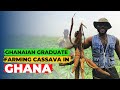 Why a Ghanaian graduate from Accra is doing 'CASSAVA' farming | agric | agriculture