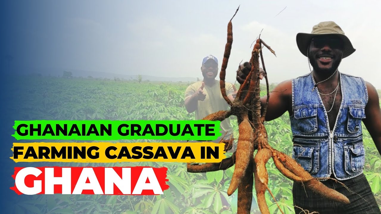 Why a Ghanaian graduate from Accra is doing 'CASSAVA' farming | agric