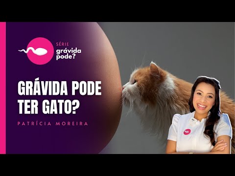 Vídeo: Como é A Gravidez Em Gatos?