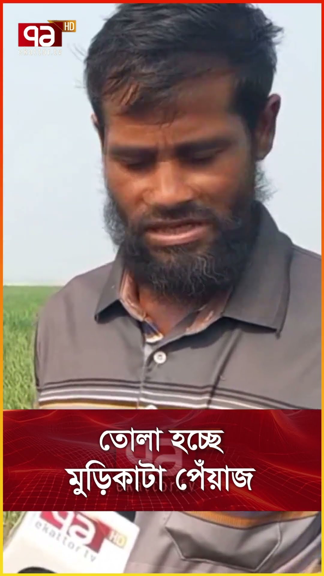 তোলা হচ্ছে মুড়িকাটা পেঁয়াজ