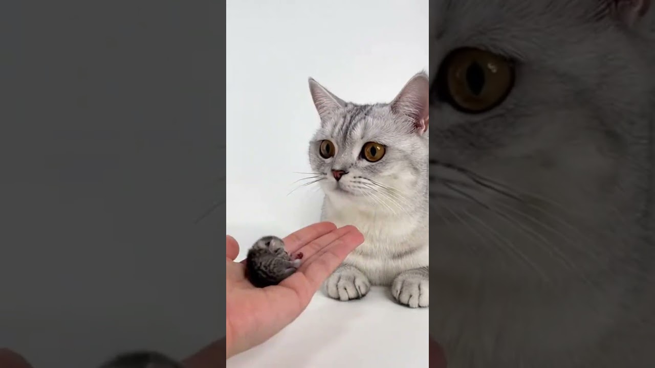 Mom Is Very Confused... 😅 When the cat tries to fit in a tiny box 