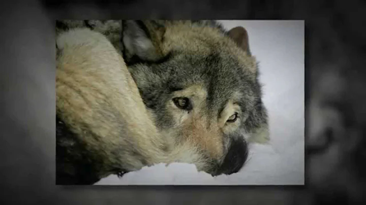 Poem for an Ex-Wolf by Kristin Stoner
