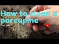 How to Clean a Porcupine Part 2 | Taking the fur