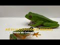 Así es la colección de anfibios más grande de Colombia - TvAgro por Juan Gonzalo Angel