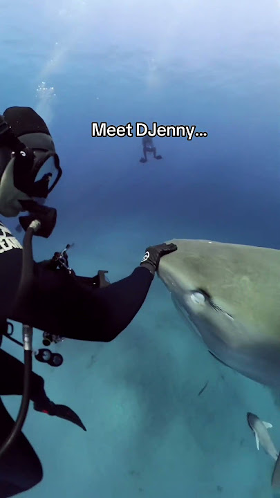 Huge Friendly Tiger Shark! #shark #sharks #tigershark #sharkdiving