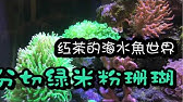 水族系列ep16 水族教學 海水能不能製作水草缸呢 今天是海水水草介紹 Youtube 水族系列ep16 水族教學 海水能不能製作水草缸呢 今天是海水水草介紹 Youtube