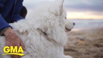 CDC updates guidance on monkeypox spreading to animals l GMA