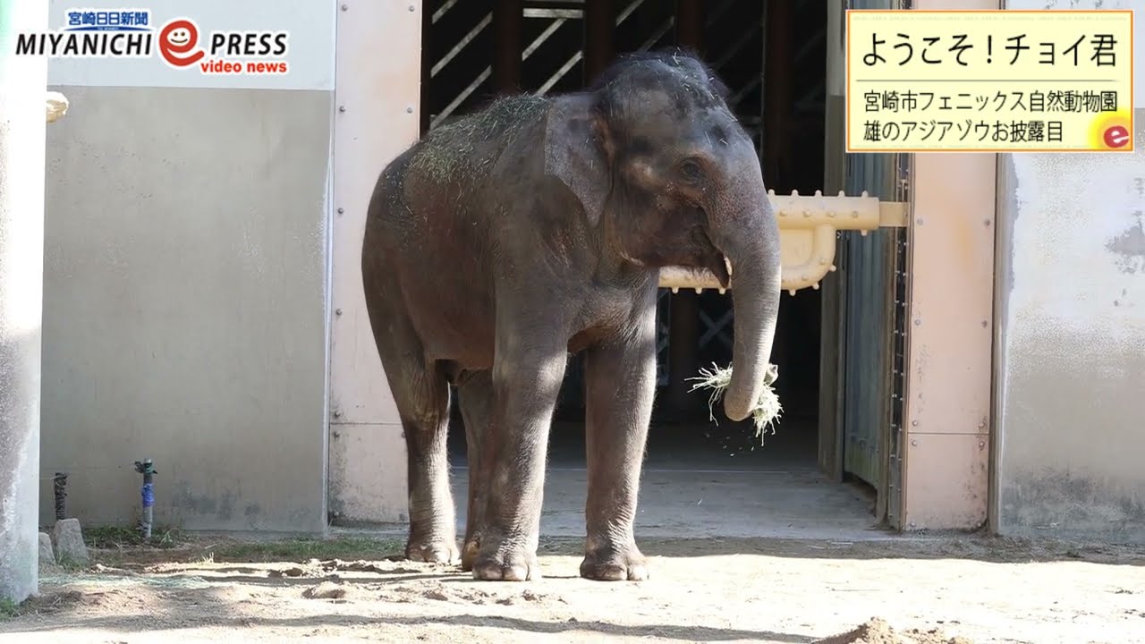 宮崎市フェニックス自然動物園で雄のアジアゾウ『チョイ君』お披露目