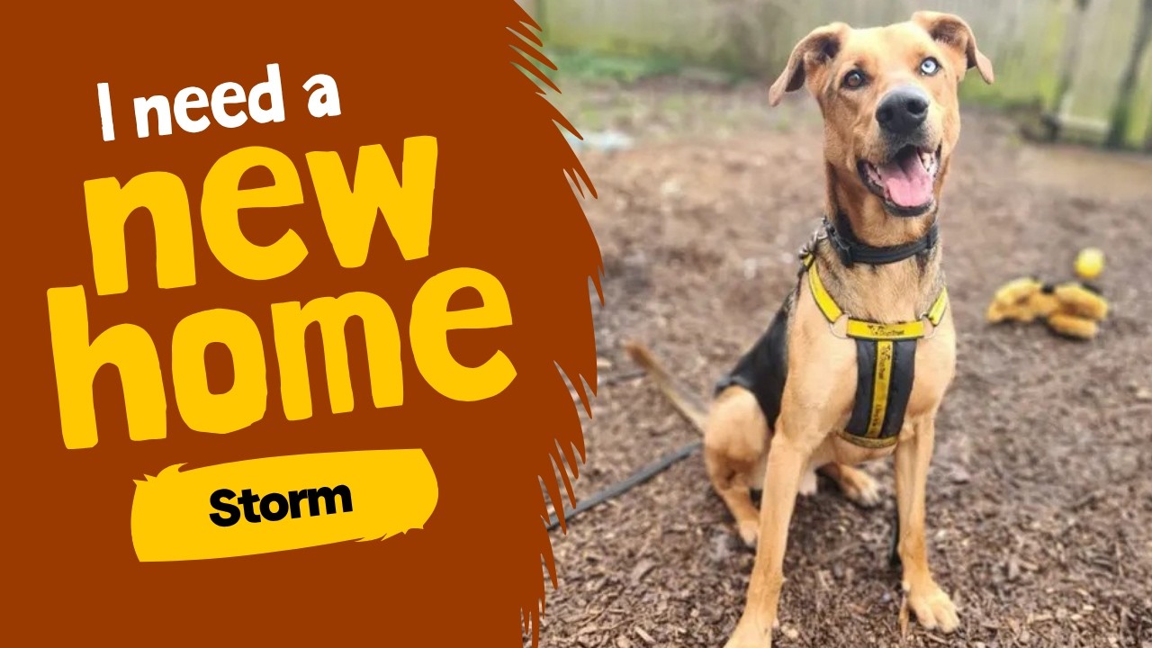 Dog profile video