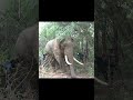 Treatment injured wild elephant ! Amazing videos #tusker