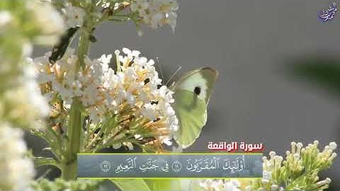 [[حالات واتس اب  قراءة قرآن  هادئه سوره الواقعه ]] ♥♡
