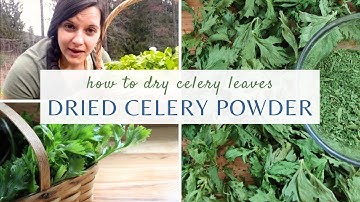 Dried Celery Powder: How to dry celery leaves in dehydrator