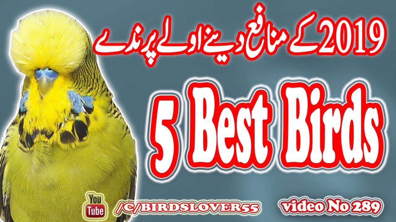 2019 best profitable birds. Video No 289