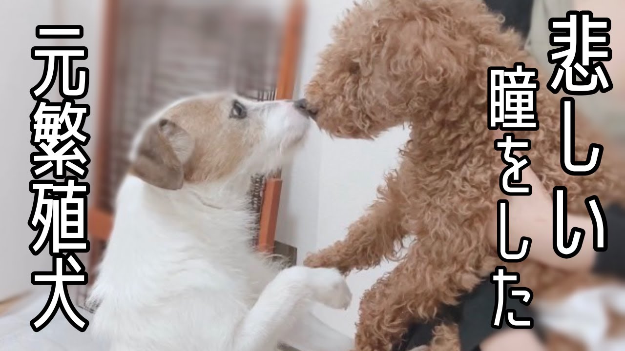 悲しい瞳をした元繁殖犬のナナオちゃん わが家に来てから２週間が経ちました Vol 194 Youtube