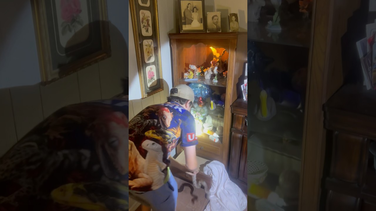 Police Called Needed Help With Snake Breaking And Entering 